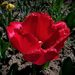 tulipán, cakkos és piros