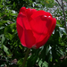 tulipán, piros üveg