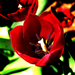 tulipán, a jövőre koncentrálva