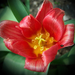 tulipán, bidres-bodros