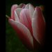 tulipán, fehér paszpólos