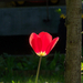 tulipán, piros reggelen