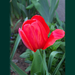 tulipán, ragyogó formában