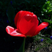 tulipán, semmi korrekció