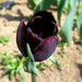 tulipán, ez a fekete