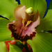 orchidea, közelebb