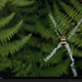 argiope-spider-648518-xl (Medium)