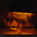 attwaters-chickens-heat-lamp-708033-xl (Medium)