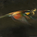 bee-eater-flight-1188997-080509-xl (Medium)