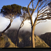 cape-town-trees-1053751-xl (Medium)