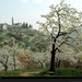 cherry-blossoms-italy-418887-xl (Medium)