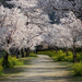 cherry-trees-walkway-xl (Medium)