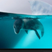 leopard-seal-underwater-1045592-xl (Medium)