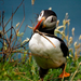 puffin-skomer-island-072809-xl (Medium)