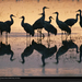 sandhill-cranes-reflection-499083-xl (Medium)