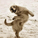 dog dancing-12751 (Medium)