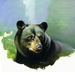 black-bear-portrait