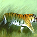 Stripes tiger copy