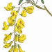 Laburnum alpinum (Medium)