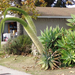 agave attenuata blooms (Medium)