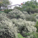 ceanothus hillside2 (Medium)