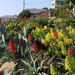 encinitas aloe aeonium garden1 (Medium)