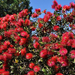 lemon bottlebrush (Medium)