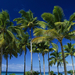 Coconut Palms Taunga Island Vava'u Island Group Tonga