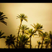 storm-and-palms1