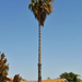 washingtonia robusta