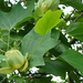 tulip tree june gallery 470x353 (Medium)