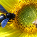 Kék fadongó (Xylocopa violacea L.) és a háziméh