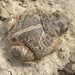 Felfuvalkodott barna ásóbéka - pelobates fuscus