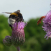 Bumble bee - avagy posz-popó