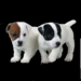 gwd puppies904.png