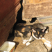 2004-aug-06-14 Korcula-vadász cica pihi
