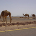 4901M-Camels