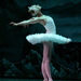 spbt swan lake irina kolesnikova solo flight 460