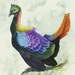 BMImg 26091 26091 Himalayan monal web (Medium)