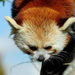 red-panda.1jpg (Medium)