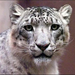 Snow Leopard face shot Photo (Medium)