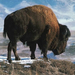 Buffalo-800x600