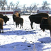 Buffalo-Herd-Penned-In-1015x508