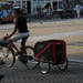 pq4s amsterdam bicycle dog (Medium) (Medium)