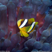 anemonefish-undersea-sw (Medium)