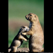 black-tailed-prairie-dogs-517749-sw (Medium)