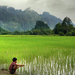 working-in-a-sea-of-green   (Medium)