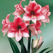 Amaryllis Charisma (Small)