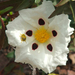 med-flowers-unknown-with-pollinator (Medium)