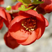 chaenomeles japonica 329 (Medium)